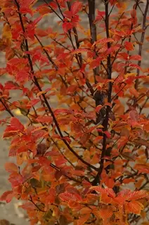 Carpinus betulus Orange Retz  - Brilliant hedging plant or stand alone tree