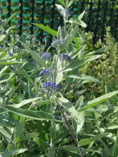 Caryopteris – perfect late summer colour