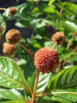 Cephalanthus occidentalis 'Sugar Shack'