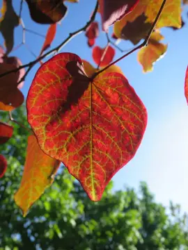 Cercis canadensis ‘Forest Pansy’