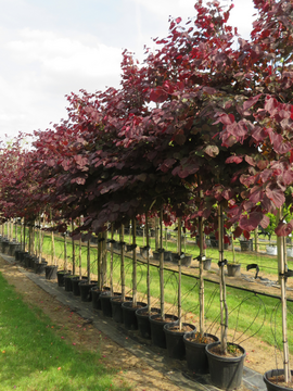 Cercis canadensis ‘Forest Pansy’