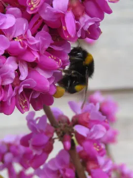 Cercis chinensis 'Diane'