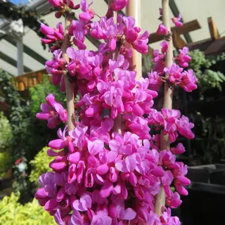 Cercis Diane