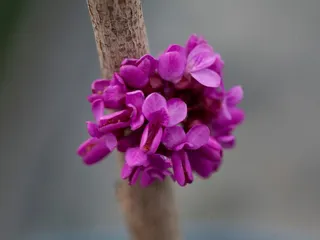 Cercis Season