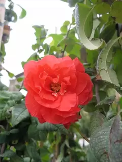 Chaenomeles.  Early Spring Colour.