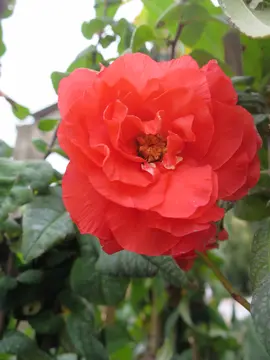 Chaenomeles for early spring colour