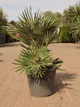 Chamaerops