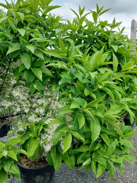Chionanthus virginicus – Tree Tuesday