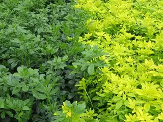 Choisya ternata.  The ultimate drought tolerant plant.