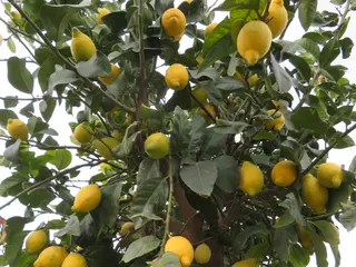 Citrus limon
