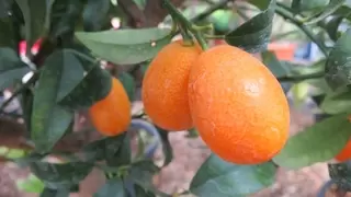 Citrus plants