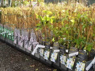 Clematis. An Abundance of Colour