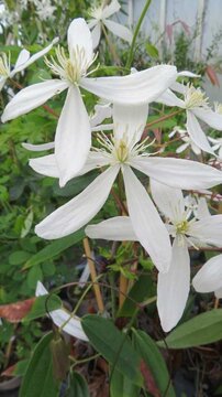 Clematis armandii