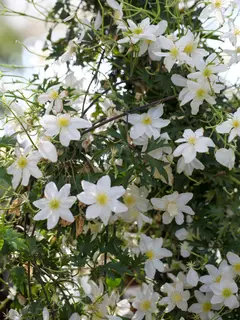 Clematis cartmanii ‘Avalanche’