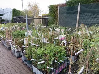 Clematis NOW IN