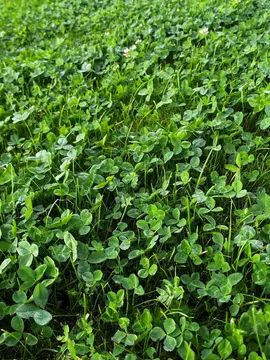 Clover Turf