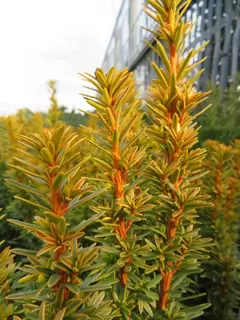 Colourful Columnar Conifers