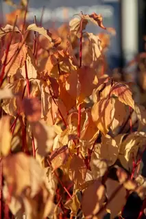 Colourful Cornus