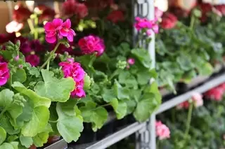 Container Planting. Bedding Plants