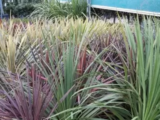 Container Planting.  Cordyline