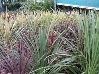 Container Planting. Cordyline