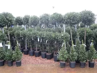 Container Planting.  Laurus nobilis