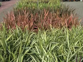 Container Planting.  Phormium