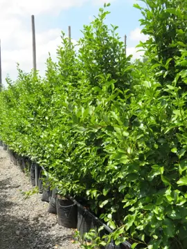 Containerised hedging