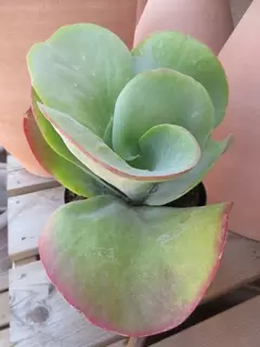 Cool Kalanchoe thyrsiflora