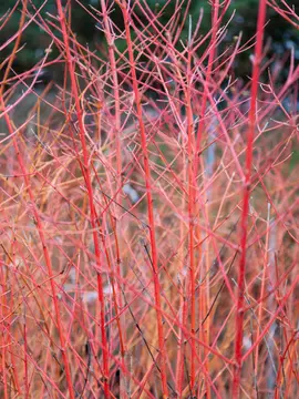 Cornus - autumn interest