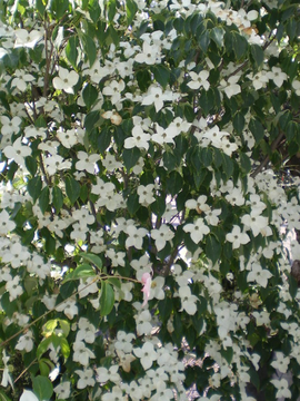 Cornus kousa chinensis 'China Girl'