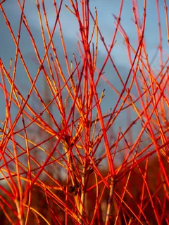 Cornus sanguinea ‘Magic Flame’