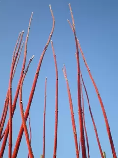 Cornus Winter Stem Colour