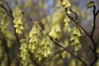 Corylopsis spicata  - a spring delight