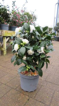 Cracking Camellia