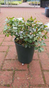 Create a carpet of Roses