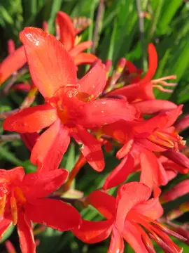 Crocosmia bulbs