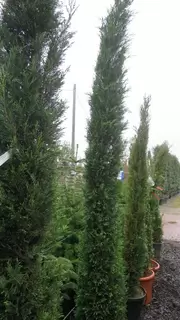 Cupressus  - tall dramatic spires