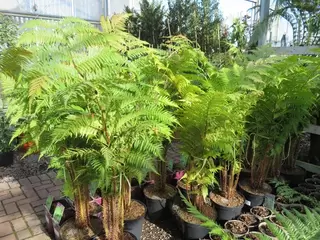 Cyathea cooperi NOW IN STOCK