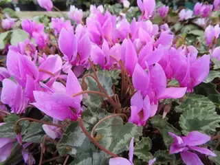 Cyclamen hederifolium. Why would you not?