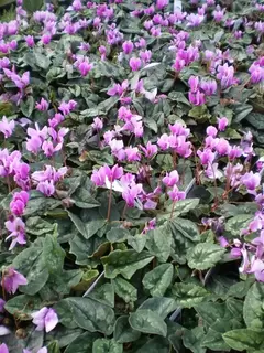 Cyclamen - small but perfectly formed
