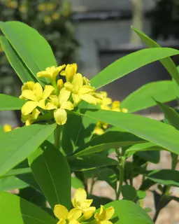 Daphne gemmata ‘Royal Crown’