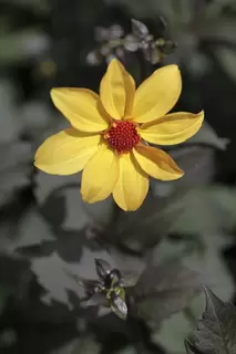 Delightful Dahlias