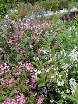 Deutzia