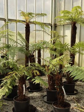 Dicksonia squarrosa