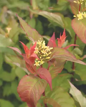 Diervilla Kodiak Range.  You’ll love these