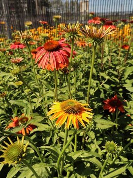 Echinacea Cheyenne Spirit