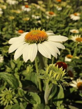 Echinacea purpurea Alba