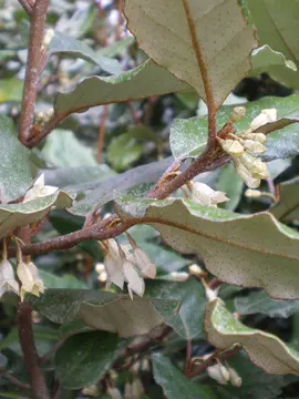 Elaeagnus x ebbingei