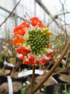 Enter the Dragon.  Edgeworthia chrysantha Red Dragon